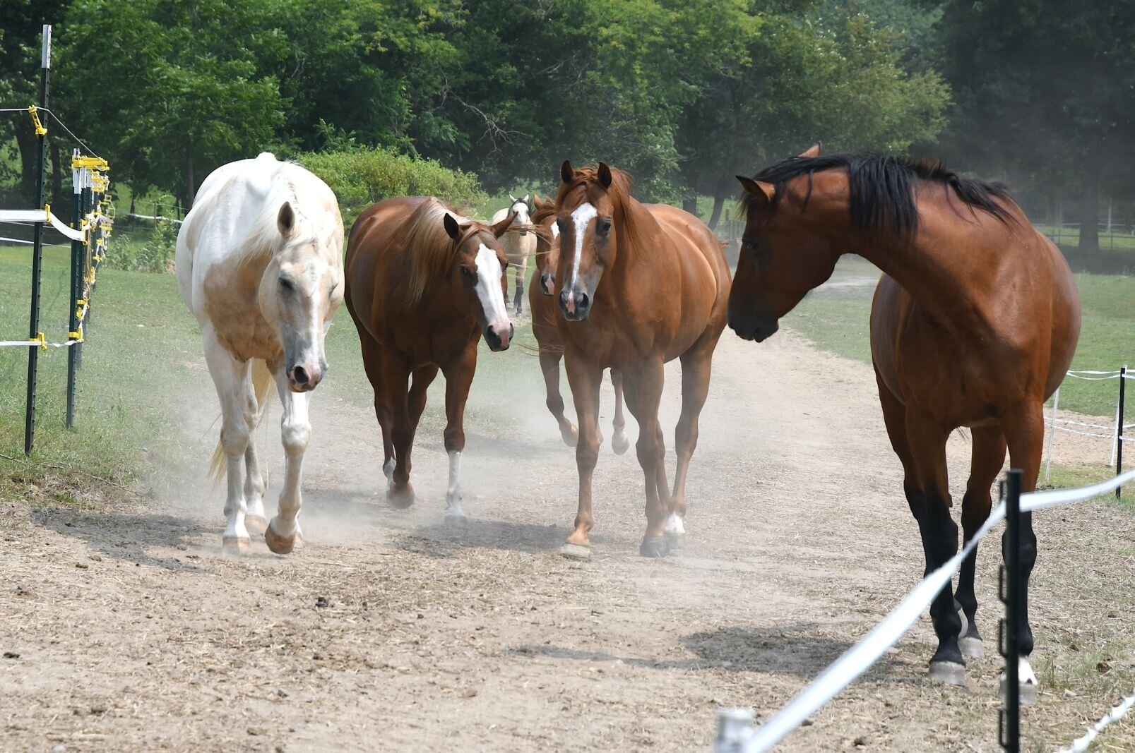 Coming in from the pasture are, from left, Max, Red, Lilly, Jolene and behind them Jasper and Zoe.