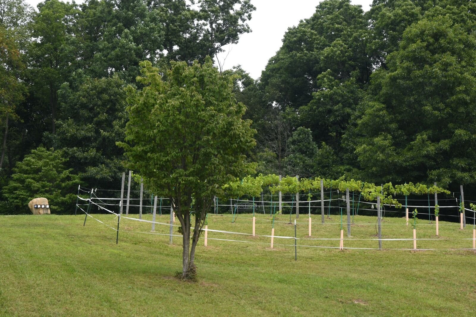 A burial plot for a dog and three horses to the left of a vineyard at Paint Pony Haven.