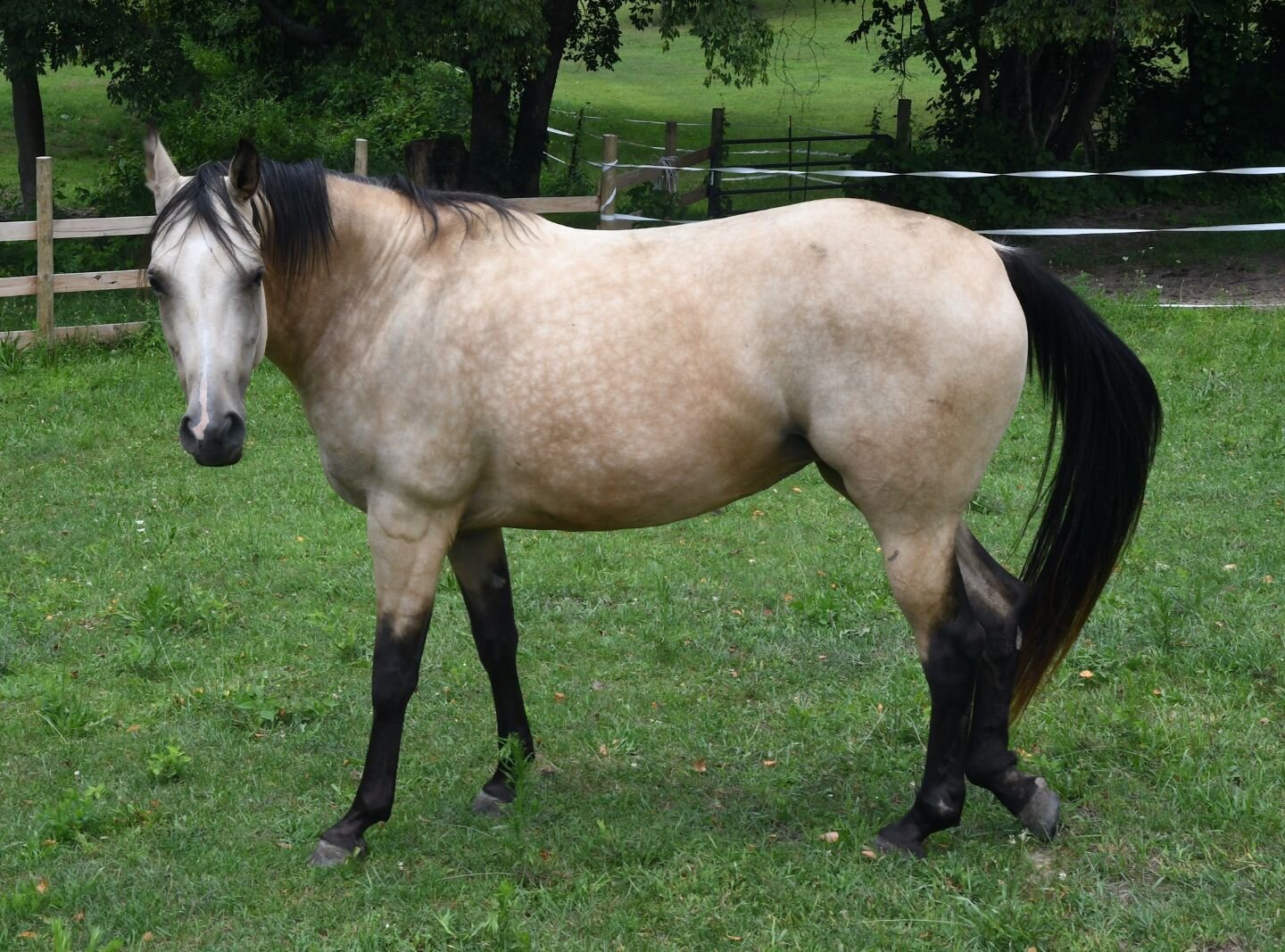 Zoe was rescued by the Malcoms after she kicked through some metal and injured her leg and her previous owners couldn’t pay for further treatment.