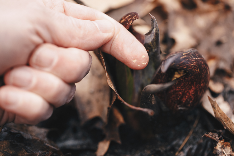 Nate Fuller explains the amazing properties of skunk cabbage, a plant that generates its own heat, attracting early pollinators for shelter.