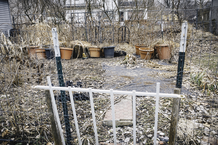 Dormant now, CJ Drenth’s lush garden will soon cover her entire yard. “Grass is the worst ground cover there is,” she says.