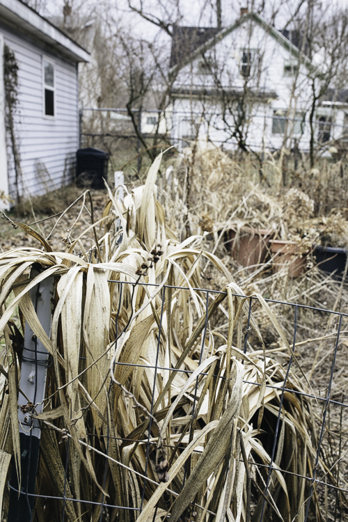 Dormant now, CJ Drenth’s lush garden will soon cover her entire yard. “Grass is the worst ground cover there is,” she says.