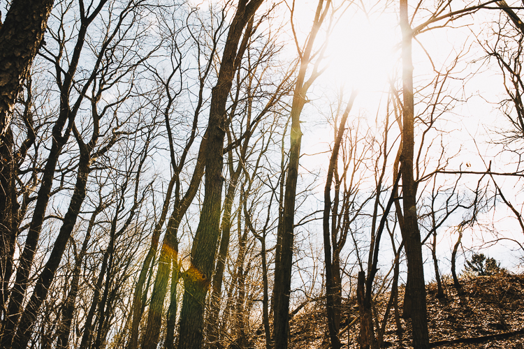 A sudden appearance of the sun can make a forest seem magical.