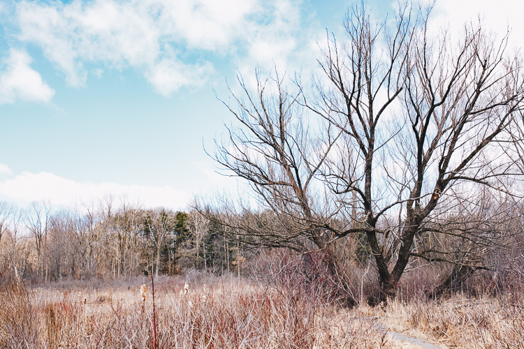 One of Sister Ginny's special trees, she often climbed this one and sat quietly, listening to nature teeming around her.