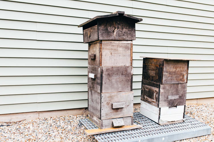  An amateur beekeeper, Ben Brown closely tends his Warre hives of honey bees.