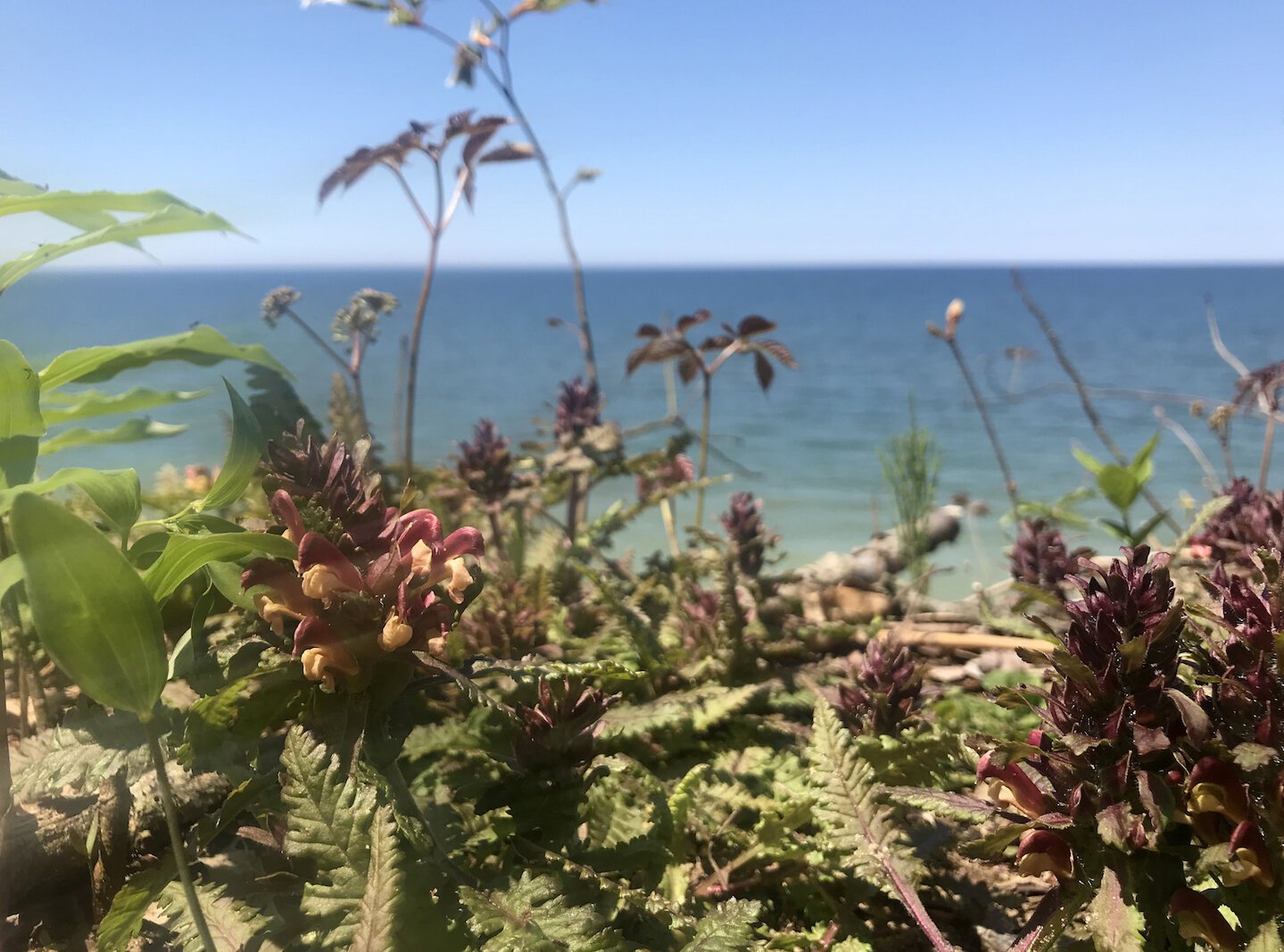 Wood betony atop lakeshore dune at Porter Legacy Dunes. Photo by Mitch Lettow.