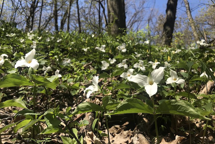 Trilliums are found at Porter Legacy Dunes