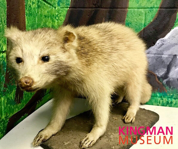 Many of those who grew up in Battle Creek have favorite exhibits they remember from their school visits to Kingman Museum, such as one of two leucistic raccoons (with a partial loss of pigment) or the albino white-tailed deer.