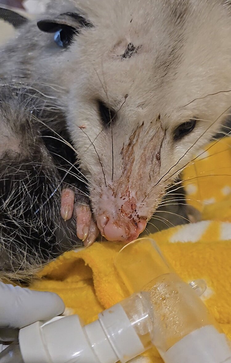 A little possum has survived an attach by a raptor.