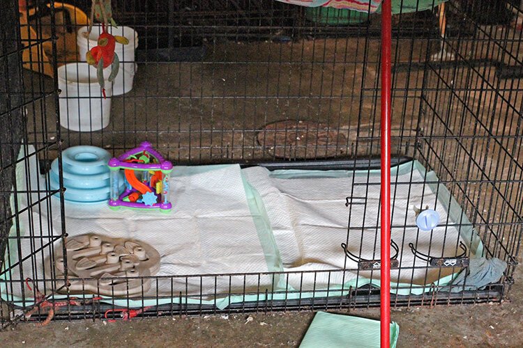 A clean and sanitized cage isready for an occupant.