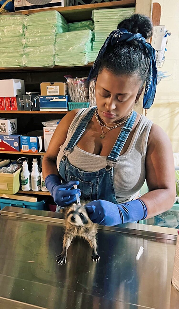Celine Saillant vaccinates a baby raccoon.