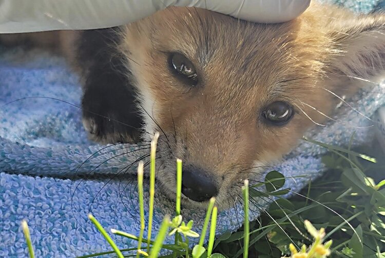 A young fox is picked up for rehabilitation. Its mother was killed by a man protecting chickens.