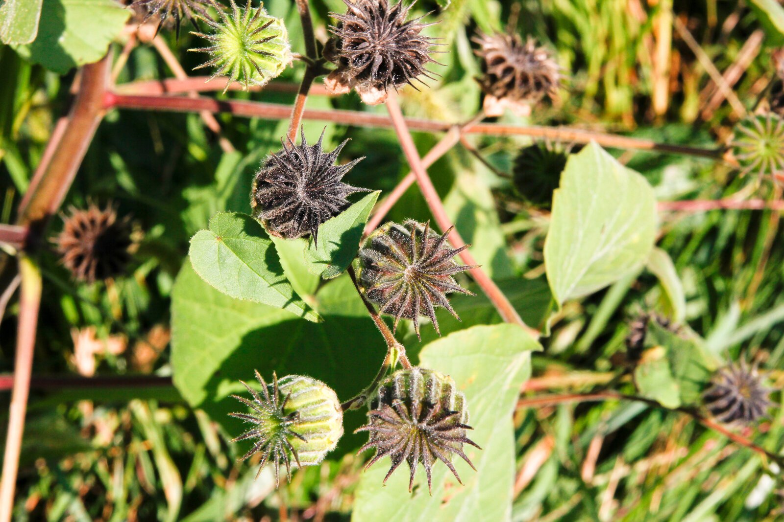 Late summer at Gull Prairie Preserve in Richland.