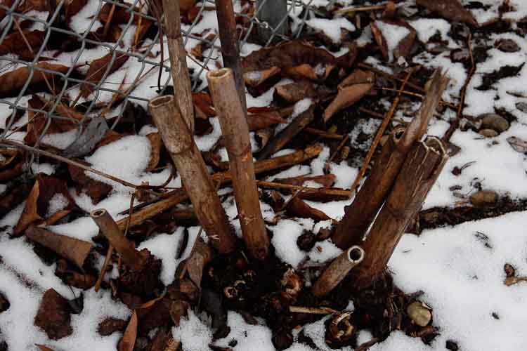 Hollow bamboo like stalks