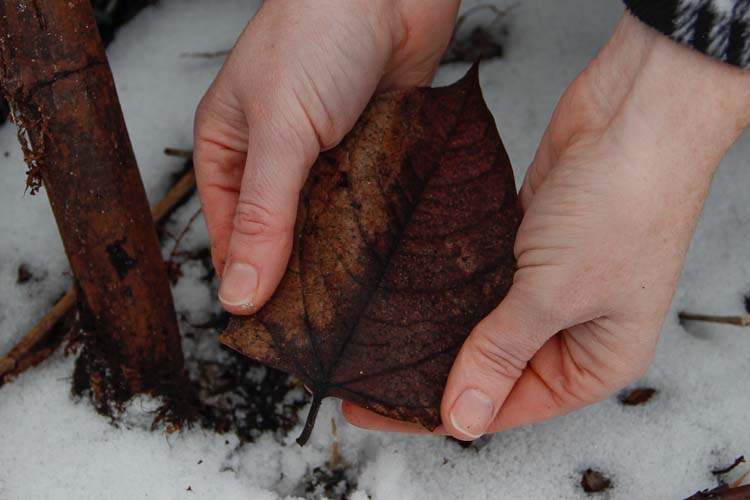 Knotweed leaf shape