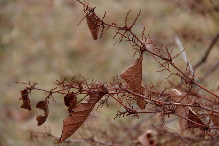 Knotweed in winter