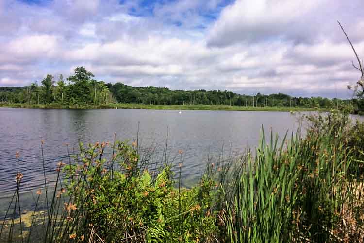 Part of the Battle Creek Watershed