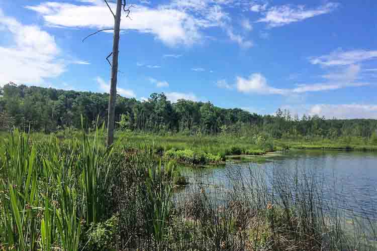 Part of the Battle Creek Watershed