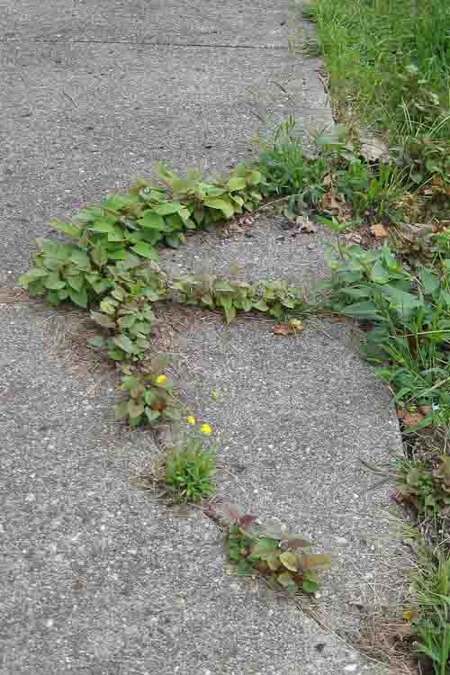 Knotweed in brownfield sidewalk