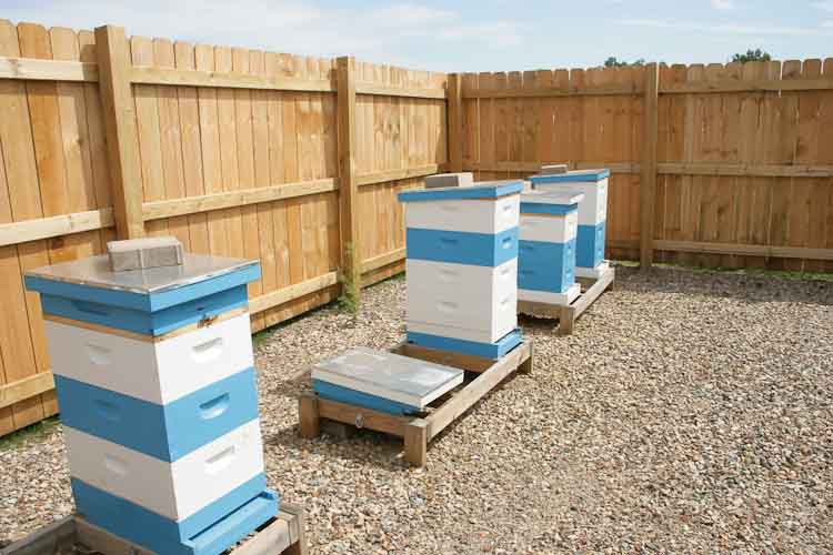 Bee hives in their own enclosure