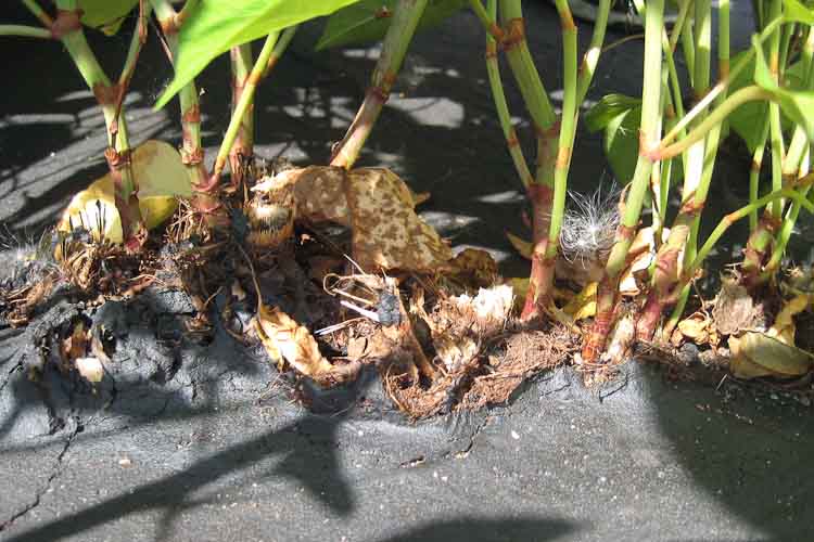 Pavement damage