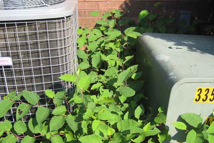 The Japanese Knotweed Don T Try To Kill This Invader On Your Own