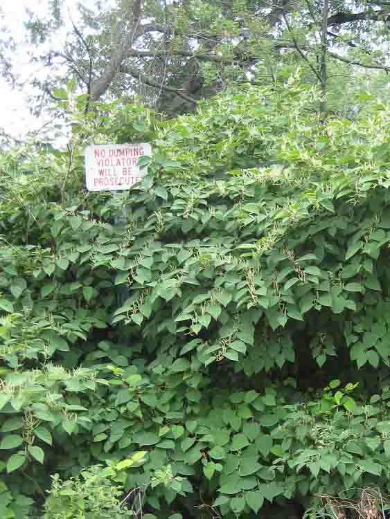 For the third year in a row this Mark Wedel story on killing the Japanese Knotweed is the best read story published by Southwest Michigan's Second Wave. Seen here, results of  dumping 
