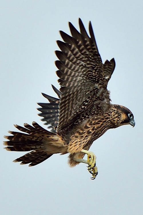 A peregrine in flight