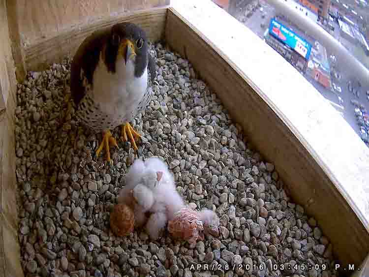 Rebecca feeds the chicks