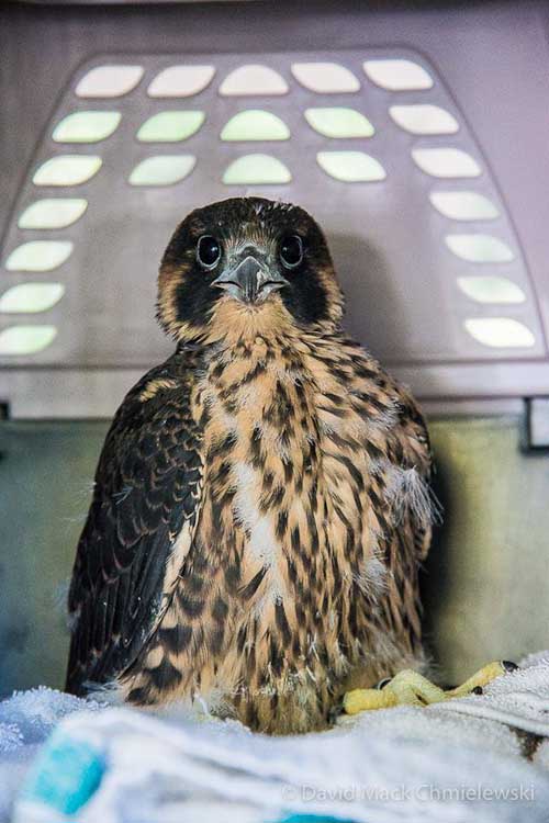 A downed chick takes a cat carrier ride to rebab.