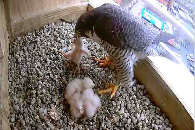 Rebecca feeds the chicks