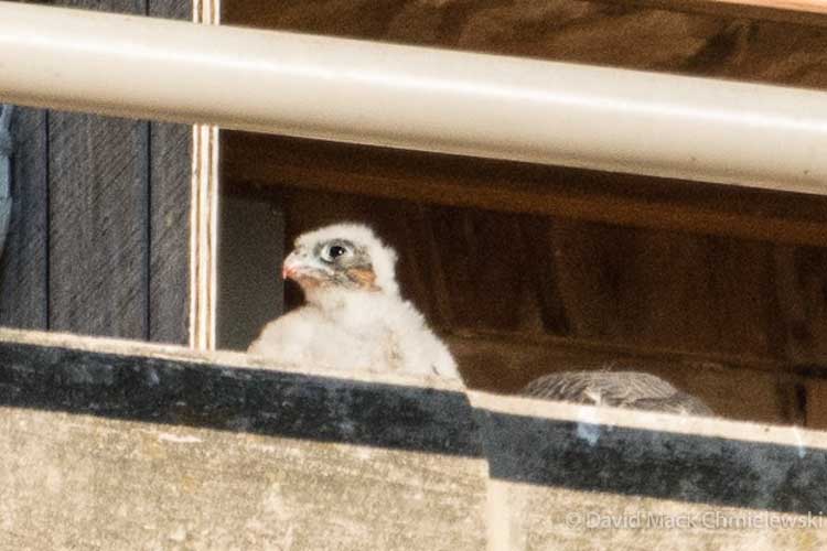 A little peregrine peeks out of the nest box.