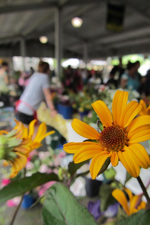 Flowers form the market
