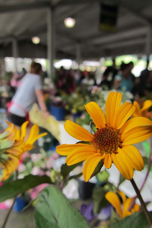 Flowers at the market