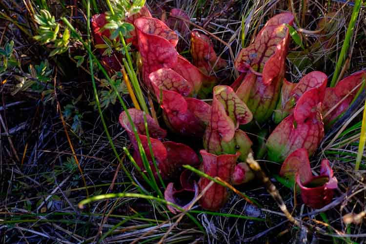 Pitcher Plants at Portman Nature Preserve   photo by Ivan La Blanca