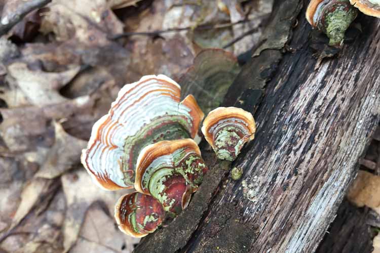 A shelf fungus at Portman Nature Preserve  photo by Mattawan Elementary 4th grader