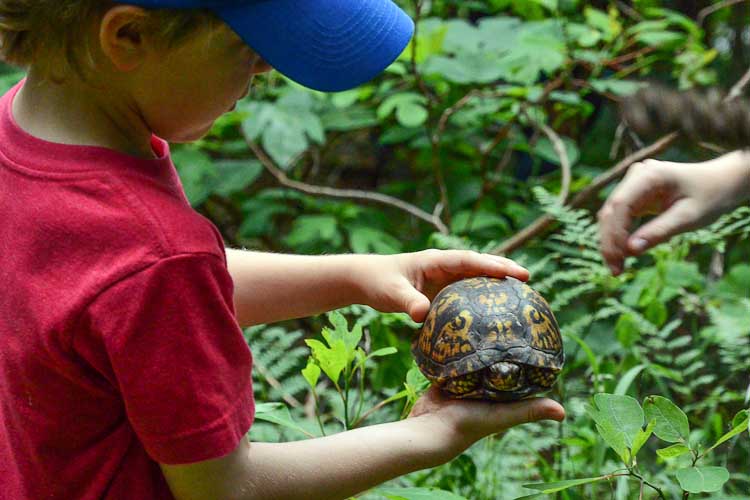 Observing a box turtle