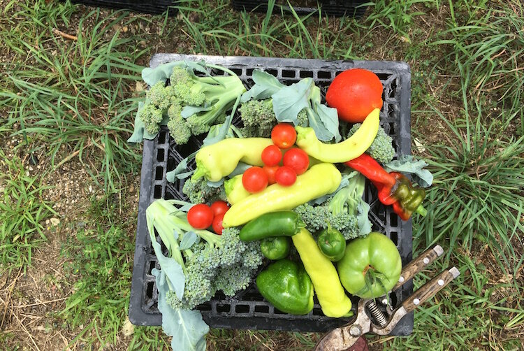  A milk crate contains a sampling of the vegetables grown in the SHARE Center garden.