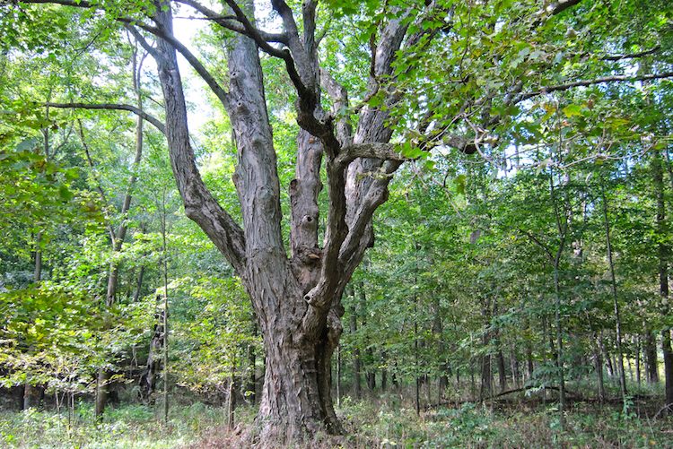 A Maple Tree on the Schoeneboom property. Photo by Pete Ter Louw