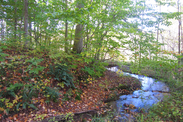 The Glass Creek on the Schoneboom Property. Photo by Pete Ter Louw