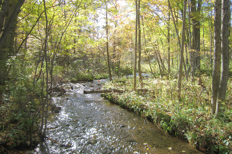 The Glass Creek on the Schoneboom Property. Photo by Pete Ter Louw