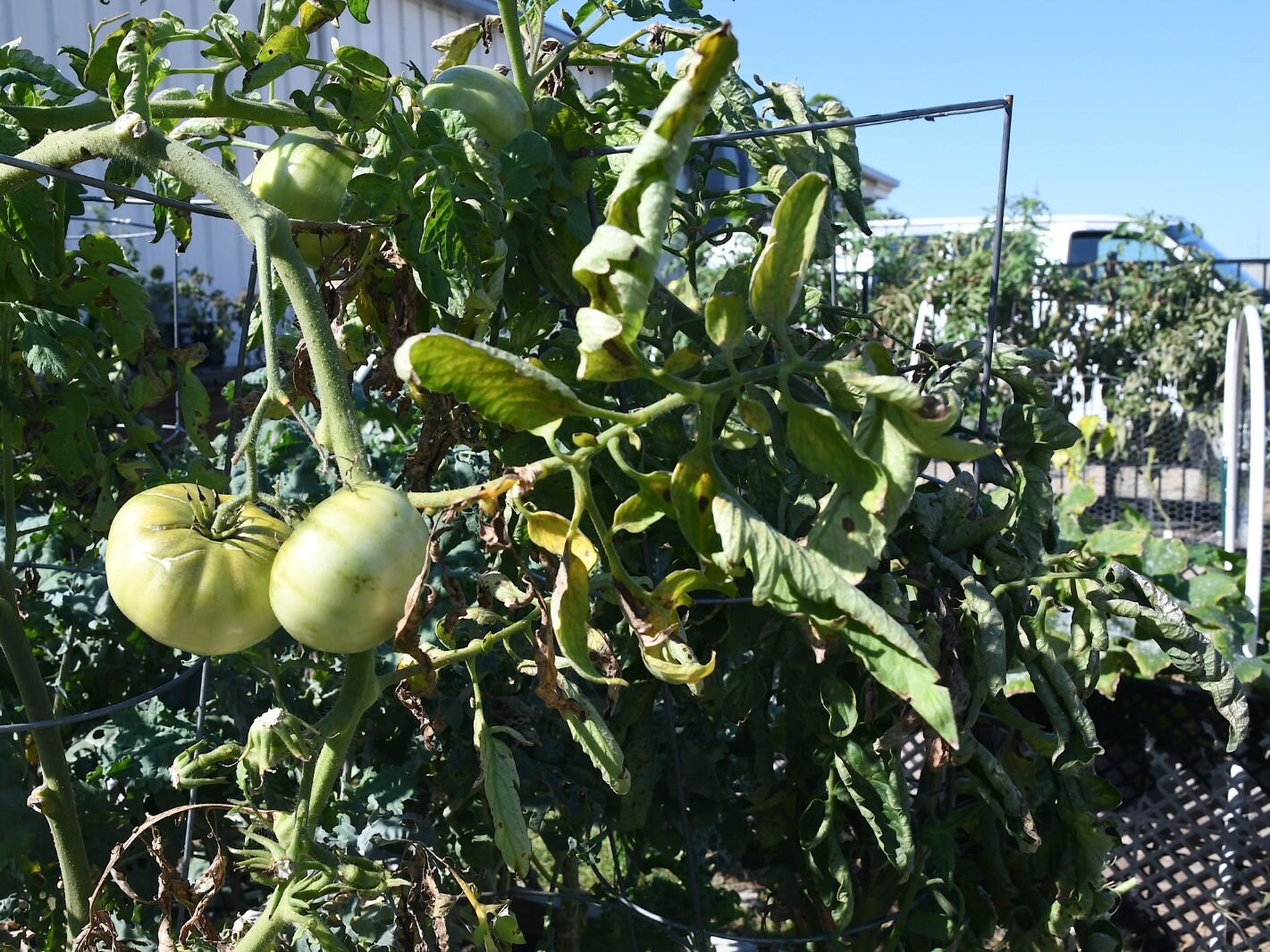 Tomatoes and other vegetables in the SHARE Center’s garden.