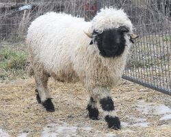 Valais Sheep