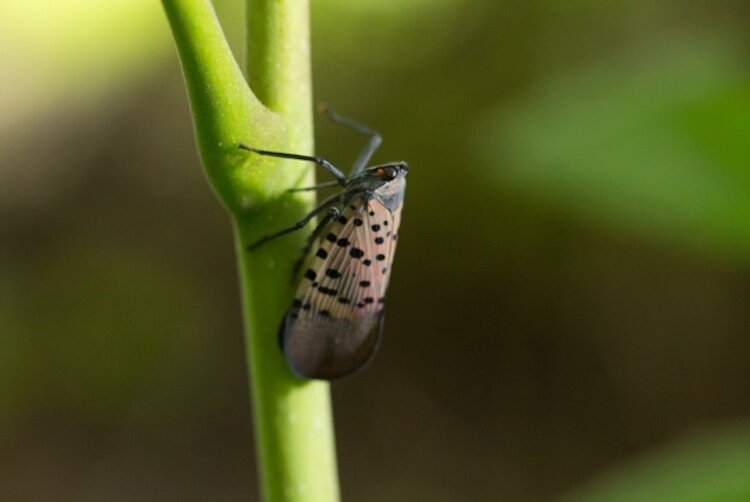 An adult spotted lanternfly