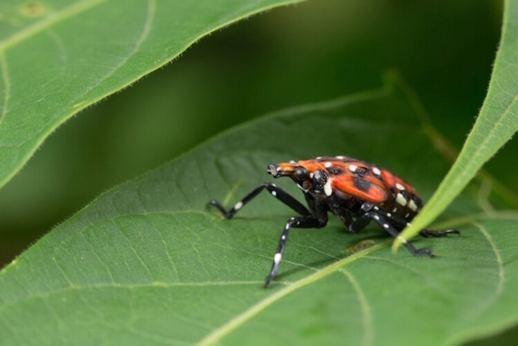 This spotted lanternfly seen typically in July through September is the fourth development stage of the invader.