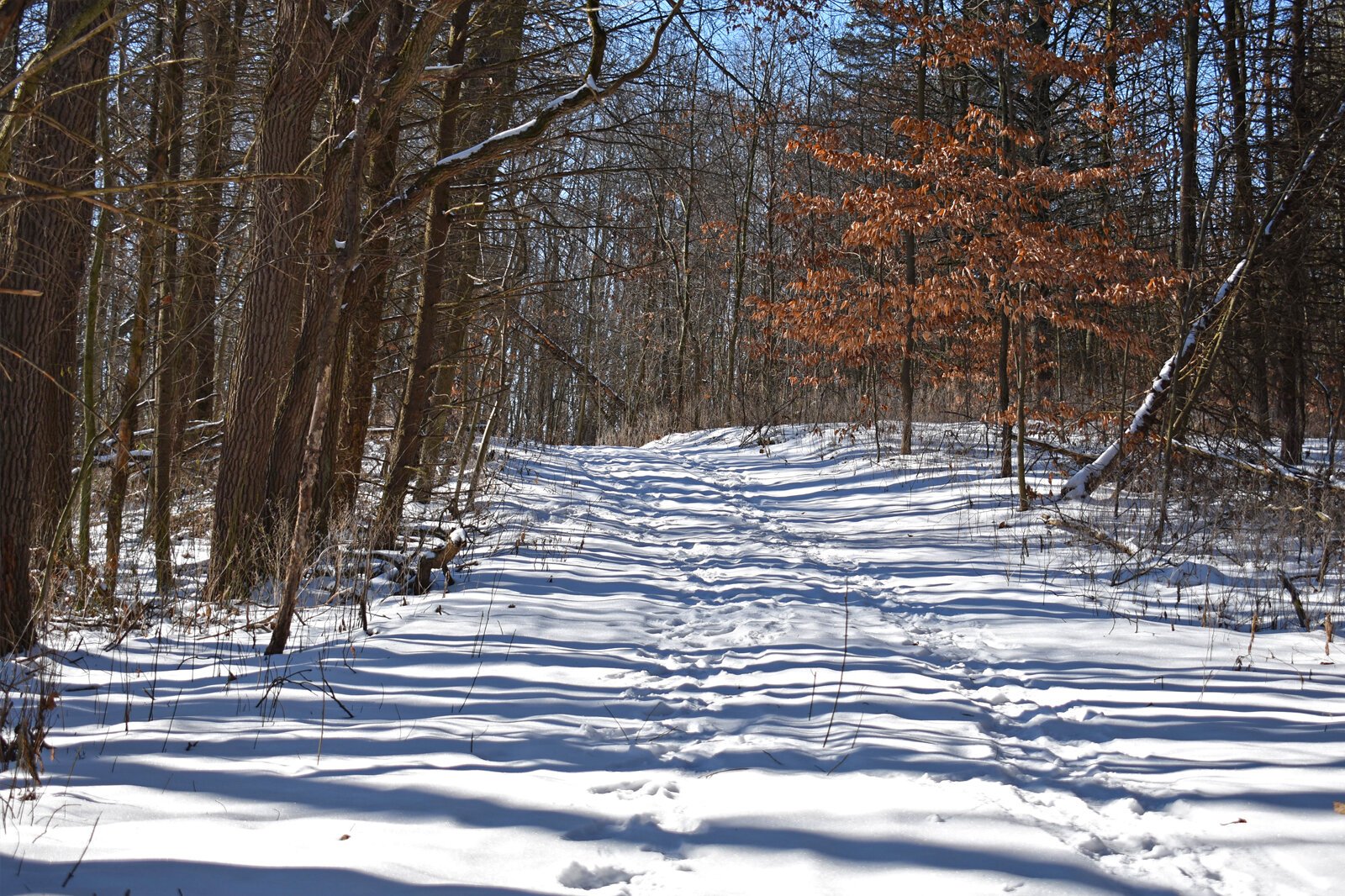 Sun shines through the trees in a wintery scene at the new Armintrout-Milbocker Nature Preserve.