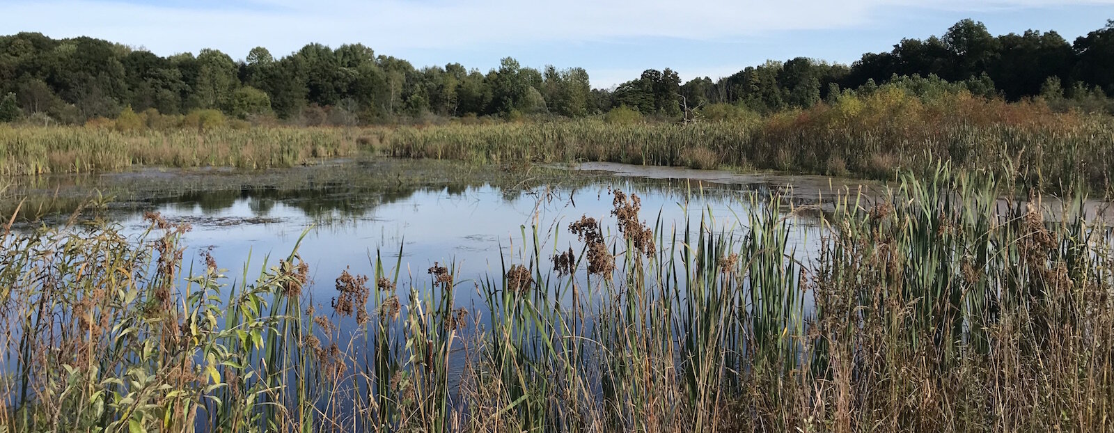 Sora Meadows Preserve