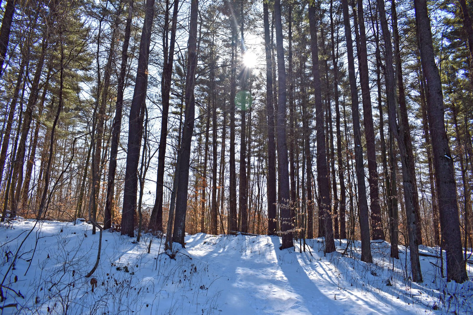 Sun shines through the trees in a wintery scene at the new Armintrout-Milbocker Nature Preserve.