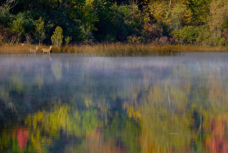 Deer in the mist at Portman Preserve