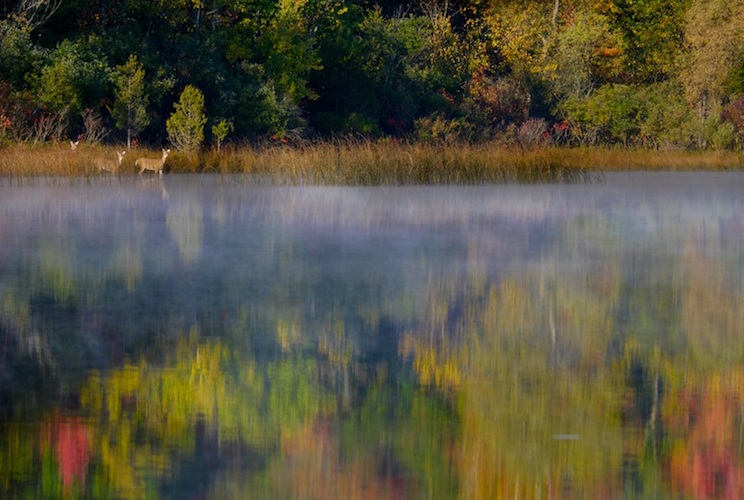 Deer in the mist at Portman Preserve